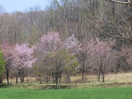 20150429_846287 なえぼ公園