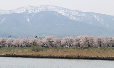 桜５月２日