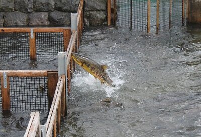 パーグゴルフ　鮭　2014-09-17　038